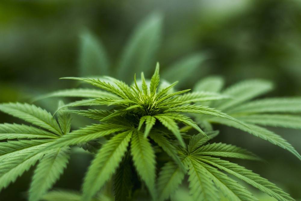 Hemp Oil Extraction: How is Hemp Oil Made?