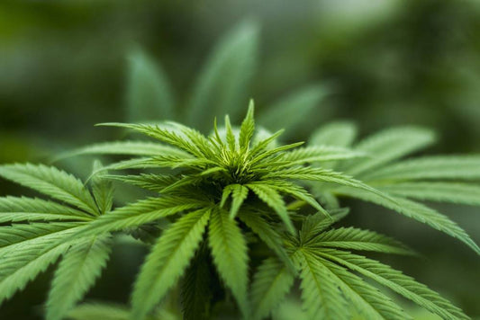Hemp Oil Extraction: How is Hemp Oil Made?
