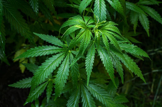How to use Hemp Seed Oil in 2025 [5 Ultimate Ways]
