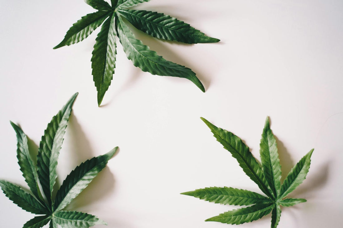 What is Hemp Oil and Hemp Oil Uses [You Should Know]