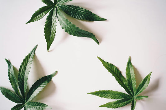 What is Hemp Oil and Hemp Oil Uses [You Should Know]