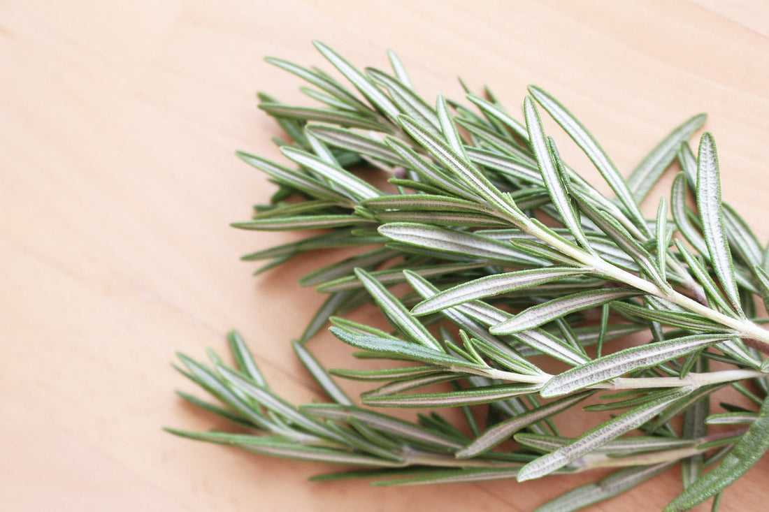 Rosemary Oil for Hair Growth [Uses & Benefits]